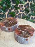 Versteend hout