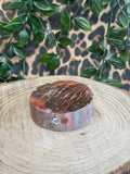Versteend hout