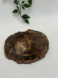 Petrified Wood slab