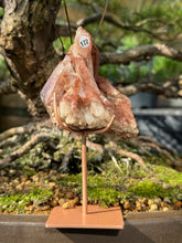 Red Dragon Lemurian - Cluster (172)