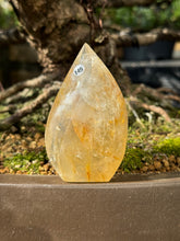 Golden healer - Flame (145)