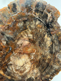 Petrified Wood slab